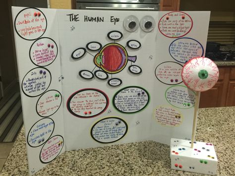 The Human Eye model ( 3rd grade project) Ideas For Science Fair, Project Science, Science Fair Projects Boards, Eye Model, Science Models, Biology Projects, Family Literacy, The Human Eye, Kid Experiments