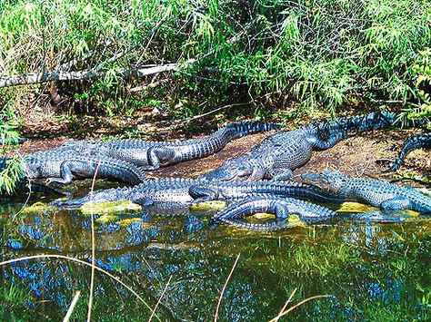 Florida Attractions, American Alligator, Everglades Florida, First Humans, Ansel Adams, Florida Travel, American Dream, National Museum, How To Find