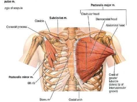 There is no more satisfying workout than chest day. Every Monday benches are nearly impossible to get at your local gym. Whether you are slinging a couple of plates or working up to the ever so dau… Muscles Of Upper Limb, Muscle Names, Upper Limb Anatomy, Surface Anatomy, Human Body Diagram, Pectoralis Major, Thoracic Duct, Axial Skeleton, Physical Therapy School