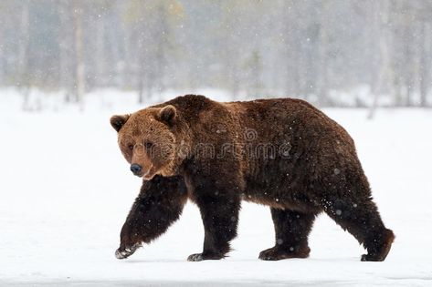 Brown bear walking in the snow. Beautiful brown bear walking in the snow in Finl , #AFFILIATE, #snow, #Beautiful, #walking, #Brown, #bear #ad Walking References, Bear Reference, Bear Facts, Bear Walking, Bear Spirit, Baby Panda Bears, Business Vector Illustration, Spirit Bear, Animal Reference