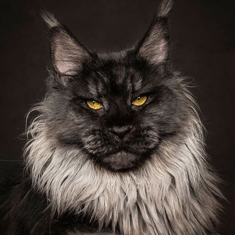 Black smoke Maine Coon cat Maine Cooney Cats, Bengal Cat For Sale, Maine Coone, Dream's Cat, Cats For Sale, Norwegian Forest Cat, Cat Facts, Cat Aesthetic, Cat Care