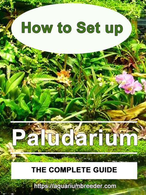 Diy Paludarium Construction, Paludarium Ideas Diy, Paludarium Diy How To Build, Bioactive Paludarium, Betta Paludarium, Paludarium Ideas Waterfalls, Paludarium Mini, 10 Gallon Terrarium, Paladarium Design