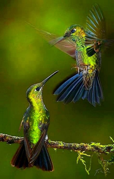 pareja de colibris brillo Hummingbird Pictures, Nature Tour, Let's Dance, Exotic Birds, Pretty Birds, Colorful Birds, Little Birds, Birds Of Paradise, Hummingbirds