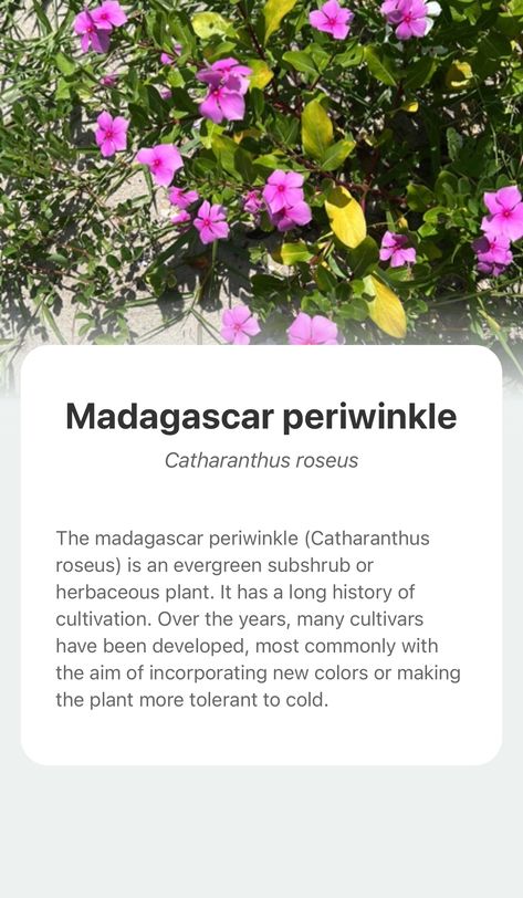 Explore the wonderful world of nature and add Madagascar periwinkle into your plant collection with the smart plant identifier app —— PictureThis! Madagascar Periwinkle, Catharanthus Roseus, Plant Collection, Wonderful World, Native Plants, Garden Projects, Madagascar, Wonders Of The World, Over The Years