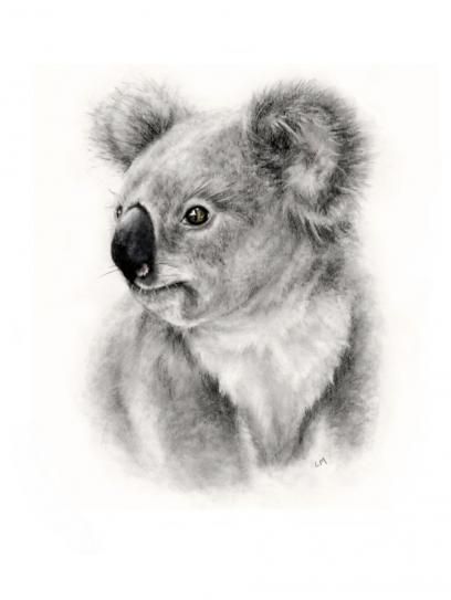 Art Ideas Sketches, Koala Tattoo, Koala Drawing, Koala Art, Nail Polish Ideas, Scratchboard Art, Animal Drawings Sketches, Australia Animals, David Attenborough