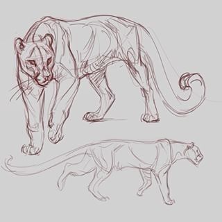 Lion Body Reference, Anatomy Animals Study, Animal Study Sketch, Animal Art Reference, Bull Reference, Lion Drawings, References Poses, Insect Anatomy, Nature Sketches