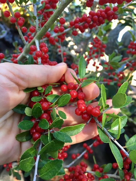 YAUPON HOLLY: Wildlife Food AND Healthy Coffee Alternative Energizing Tea, Yaupon Holly, Landscaping Shrubs, Fast Growing Hedge, Fruit Picker, Florida Plants, Tea Varieties, Tiny White Flowers, Coffee Alternative