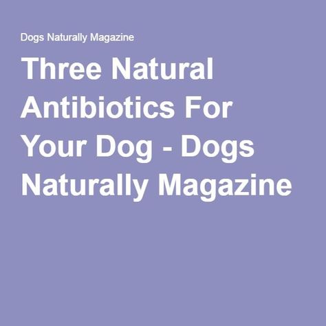 Natural Antibiotics For Dogs, Antibiotics For Dogs, Homemade Antibiotic, Natural Dog Remedies, Pet Nutrition, Dog Remedies, Healing Remedies, Natural Alternatives, Puppy Treats