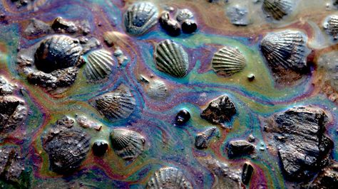 Seashells coated with oil caused by the oil spill are pictured by the shore Oil Pollution, Marine Pollution, Ocean Pollution, Water Pollution, Environmental Pollution, Oil Spill, Plastic Pollution, Oil Slick, Ap Art