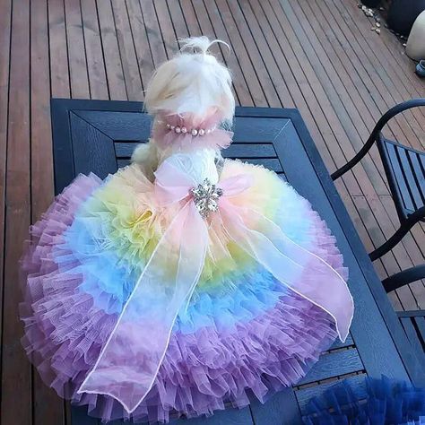 Sweet Matilda is wearing our luxurious unicorn dream custom made dress! This is perfect for those who are looking to enter a show dog contest or to wear out on a casual stroll! 🌈🦄🐾🤣❤️🎀 If you have any questions please reach out to me! I’ll be happy to help :) #dogmodel #showdog #maltese #maltesepuppy #malteselovers #malteseofficial #maltesedog #malteseofinstagram #malteseworld #malteselover #malteselove #maltesedogs #maltesegram #malteselife #maltese101 #maltesepuppies #dogmodelsearch #dog... Dog Wedding Dress Pets, Wedding Dress Pearl, Pet Birthday Party, Dog Contest, Dog Sewing, Luxury Candy, Shirt Collars, Dog Wedding Dress, Sphynx Cat Clothes