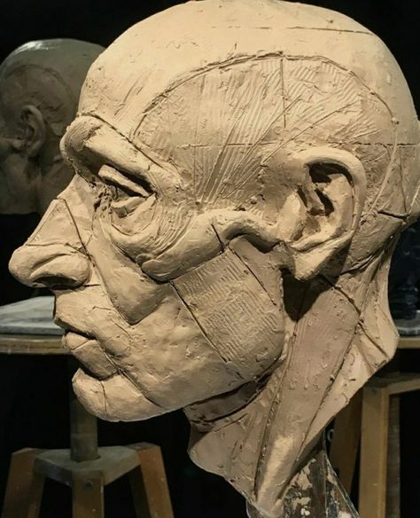 Planes Of The Face, Mother Earth Art, Sculpting Tutorials, Ceramic Sculpture Figurative, Face Anatomy, Anatomy Sculpture, Sculpture Head, Sculpture Techniques, Abstract Quilt