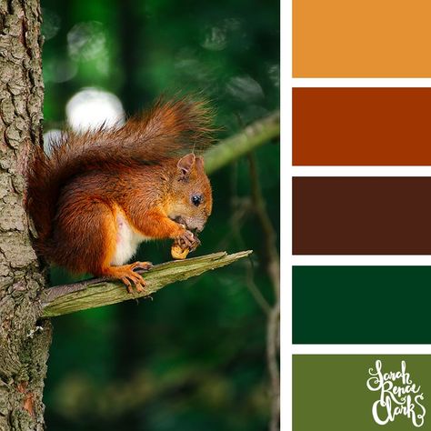 Forest Tones Colour Palettes, Woodland Color Palette, Wildlife Colour Palette, Spring Forest Color Palette, Color Palette Forest Nature, Autumn Forest Colour Palette, Pantone Autumn, Beautiful Color Palettes, Summer Color Trends