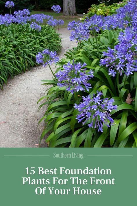 The right foundation plants can add instant curb appeal by providing color, texture, and structure to your yard. A combination of evergreens and deciduous plants, including small shrubs and perennials, keeps your foundation planting bed interesting. #garden #curbappeal #groundcover #foundationplants #southerngarden Foundation Garden, Best Foundation Plants Front Yards, Landscape Foundation Planting, Cottage Foundation Planting, Front Yard Shrubs Foundation Planting, Front Of House Plants, Evergreen Foundation Planting, Evergreen Ground Cover Plants, Edging Plants