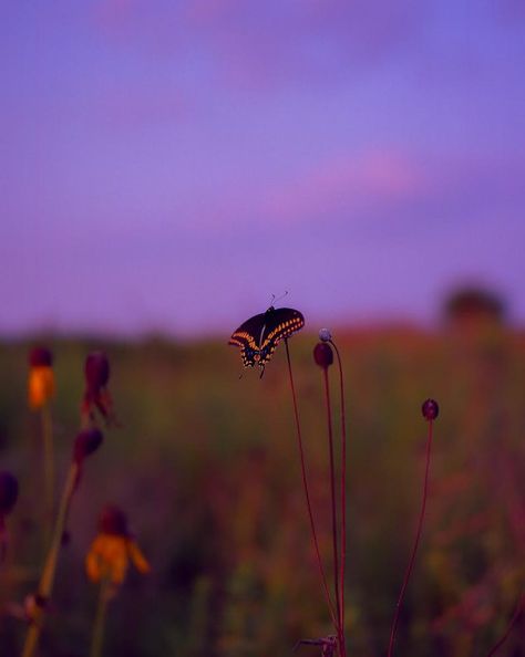 Thomas Jordan Photography, Poetic Photography, Jordan Photography, Butterfly Aesthetic, Jordan Photos, Milk Honey, Photography Wallpaper, Milk And Honey, Nature Aesthetic