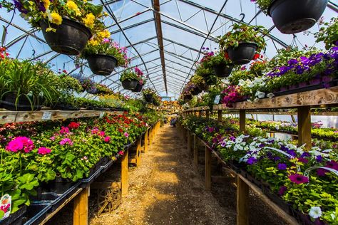 A greenhouse provides a controlled environment for plants to grow in. It allows gardeners to extend the growing season and even grow plants all year round. But what can you grow in a greenhouse all year round? Dream Backyard Garden, Greenhouse Growing, Greenhouse Gardening, Dream Backyard, Growing Plants, Backyard Garden, Herbs, Canning, Plants