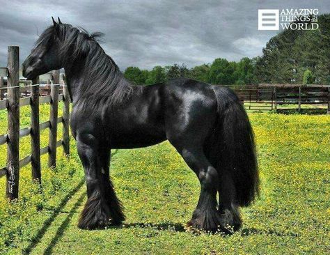 Black Clydesdale Ahal Teke, حصان عربي, Regnul Animal, Cai Sălbatici, Cele Mai Drăguțe Animale, Rasy Koni, Clydesdale Horses, Big Horses, Black Horses