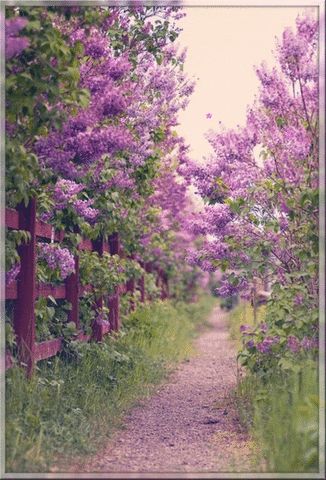 Garden GIF - Find & Share on GIPHY Secret Gardens, The Secret Garden, Green Gables, Dream Garden, Garden Paths, On The Side, Green Thumb, Nature Beauty, Pretty Flowers