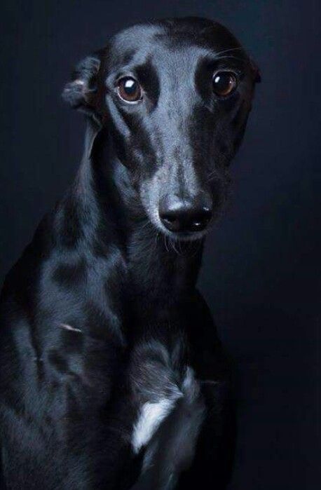 Truly beautiful #greyhound - Just look at that shiny coat! <3 ~ETS Regard Animal, Greyhound Rescue, Dog Expressions, Sight Hounds, Greyhound Adoption, Black Dogs, Greyhound Art, Grey Hound Dog, Appaloosa