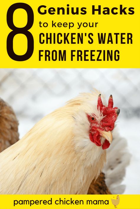 Keep Your Chicken's Water From Freezing (Without Electricity) | Pampered Chicken Mama Chicken Water From Freezing, Chicken Water Heater, Heated Chicken Waterer, Chicken Waterer Diy, Proper Hydration, Farm Diy, Chickens In The Winter, Chicken Waterer, Backyard Chicken Coop Plans