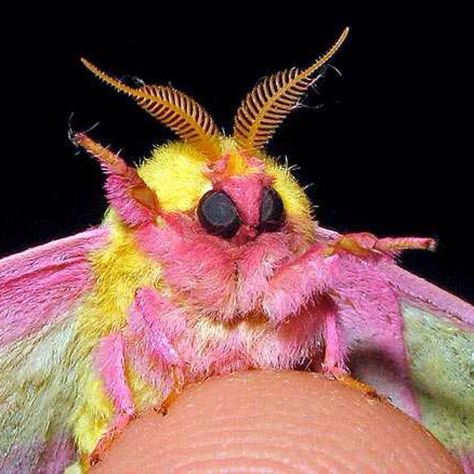 Rosy maple moth wonder Poodle Moth, Maple Moth, Weird Insects, Pink Moth, Rosy Maple Moth, Colorful Moths, Cute Moth, Im Fabulous, Moth Caterpillar