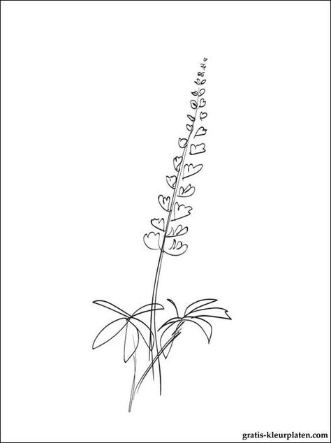 Lupine Line Art, Lupine Drawing Simple, Lupine Flower Drawing, Lupines Tattoo, Bluebonnet Drawing Simple, Lupin Tattoo Flowers, Lupine Flower Tattoo, Lupine Flowers Tattoo, Lupin Drawing