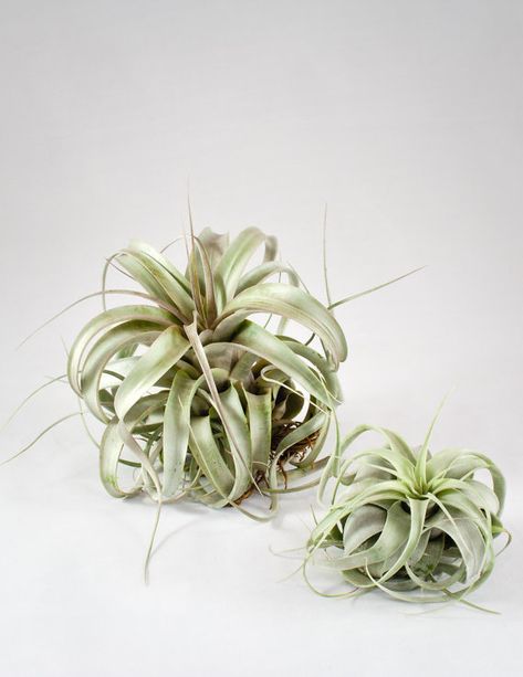 Tillandsia Xerographica Air Plant Tillandsia Xerographica, Planting For Kids, Air Plants Care, Large Flower Pots, Tillandsia Air Plant, Starting A Garden, Unusual Plants, Unique Plants, Different Plants