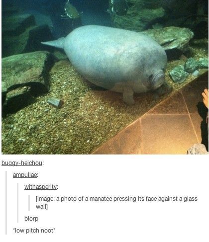 #catcomfort #kittycomfort #catenrichment Sneep Snorp, Derpy Animals, Manatees, Cute Jokes, Hilarious Memes, A Silent Voice, Funny Animal Memes, Cane Corso, Animal Jokes