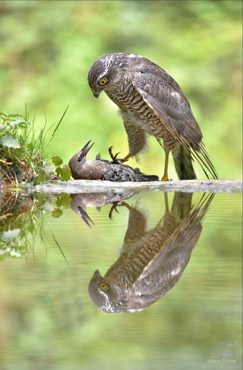 Sparrowhawk, Interesting Animals, Pretty Animals, Animal Sketches, Pretty Birds, Birds Of Prey, Wild Birds, Animal Photo, Creature Design