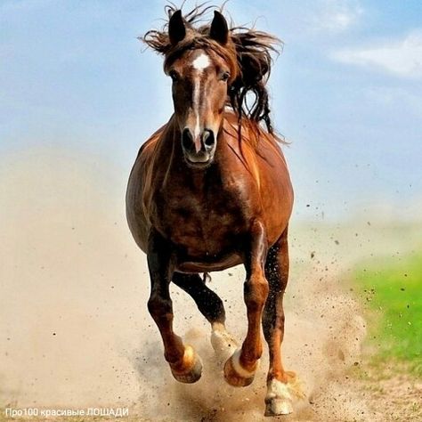 | OK.RU Horse Running, Free Horses, All About Horses, Chestnut Horse, Show Jumping, Editing Background, Instagram Photography, Horse Pictures, Animal Wallpaper