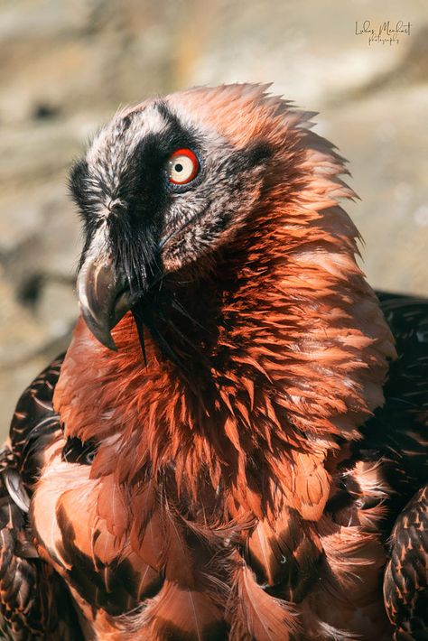 Bearded Vulture, Wild Animals Pictures, Vulture Culture, Animal Study, Pretty Animals, Creature Feature, Tropical Birds, Human Art, Birds Of Prey