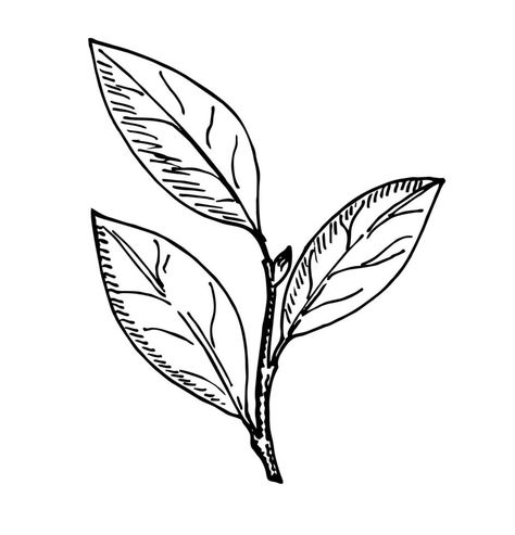 Bay leaf hand drawn illustration. Isolated spice object. Engraved style seasoning laurel. Detailed organic product sketch. Cooking flavor ingredient. Great for label, sign, icon Bay Leaves Drawing, Leaf Sketch, Leaf Icon, Leaves Sketch, Product Sketch, Boat Projects, Minimalist Drawing, Leaf Drawing, Bay Leaf