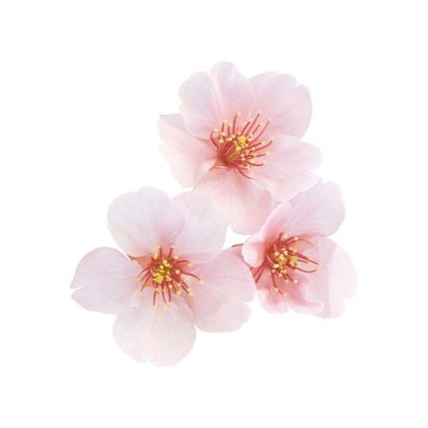 Pink Aesthetic Icon White Background, Japan Png Aesthetic, Sakura Png Flower, Sakura App Icon, White Background Widgets, Cherry Blossom Icon, Flowers With White Background, Cherry Blossom Png, Widget Layout