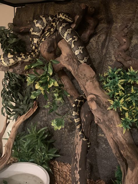 Emerald Tree Boa Enclosure, Boa Enclosure, Snake Tanks, Ball Python Care, Bioactive Vivarium, Emerald Tree Boa, Snake Cages, Snake Terrarium, Snake Enclosure