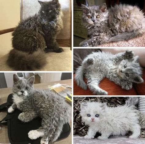 Weird, Fantastic, Beautiful and Odd | Selkirk Rex curly hair cat breed | Facebook Selkirk Rex, Cat Breed, Cat Breeds, Curly Hair, Curly Hair Styles, Hair, Animals