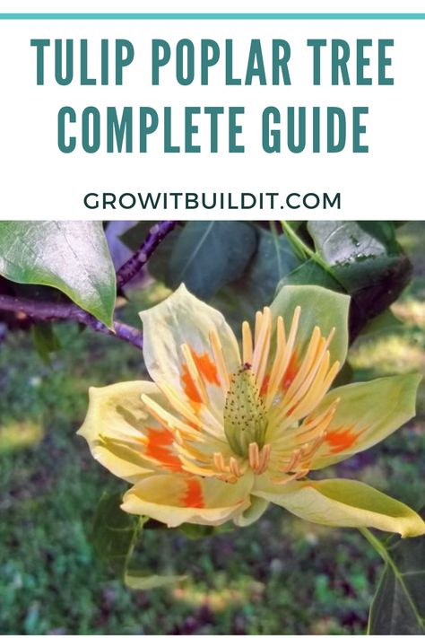 Tulip Tree Landscapes, Keystone Plants, Tulip Poplar Tree, Tulip Magnolia, Tulip Poplar, Tulip Tree, Planting Tulips, Poplar Tree, Tree Growth