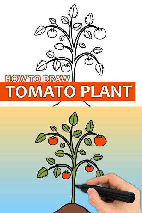 Learn how to draw a tomato plant with this step by step drawing tutorial video. Enjoy! ♥ #tomato #tomatoplant #drawingtutorial #artforkids #howtodraw #learntodraw #easydrawing #easydrawingforkids How To Draw A Plant Step By Step, How To Draw Tomato, Tomato Plant Drawing, Tomato Drawing, Draw Nature, How To Plant Carrots, September Activities, Trees For Kids, Preschool Science Activities