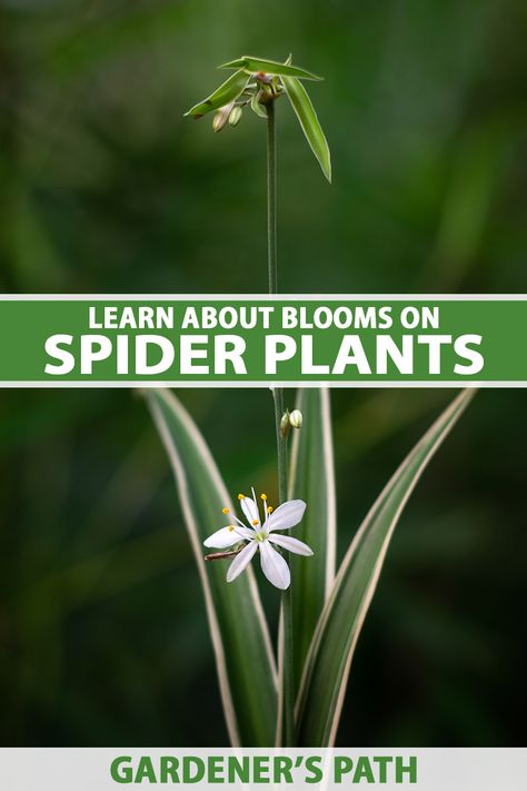 How To Grow Spider Plants, Spider Plant, Best Soil For Spider Plants, Spider Wort Plant, Types Of Spider Plants, Propagating Spider Plants Baby, White Flower Tattoos, Spider Plant Care, Spider Plant Babies