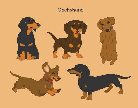 Dachshund Sticker, Winnie Dogs, Black Dogs Breeds, Arte Dachshund, Dachshund Illustration, Dachshund Design, Dog Pop Art, Dachshund Art, 강아지 그림