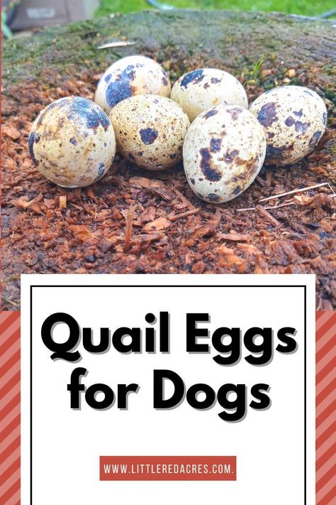 Quail Eggs For Dogs, Homemade Quail Feed, Quail Egg Crafts, Quail Treats, Quail Eggs Benefits, Quail Egg Recipes, Rabbit Keeping, Quail Raising, Quail Farming