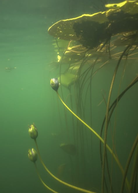 Photo by David on Flickr Japon Illustration, Delphinium, Underwater Photography, Under Water, Water Lily, Underwater World, Nature Aesthetic, Water Lilies, Green Aesthetic