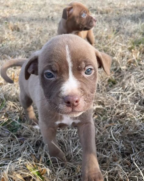 I am looking for homes for 5 male puppies. All are 9 weeks . Bully pit and Chihuahua Mix Bully Pit, Chihuahua Mix, I Am Looking, Chihuahua, Puppies, On Instagram, Quick Saves, Instagram