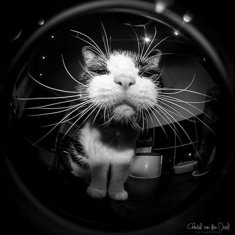 Nosy Cat With Huge Wiskers Round Pfp, Cats Pretty, Fisheye Lens, Eye Lens, Fish Eye Lens, Fish Eye, Cartoon Profile, Cartoon Profile Pics, Photography Projects