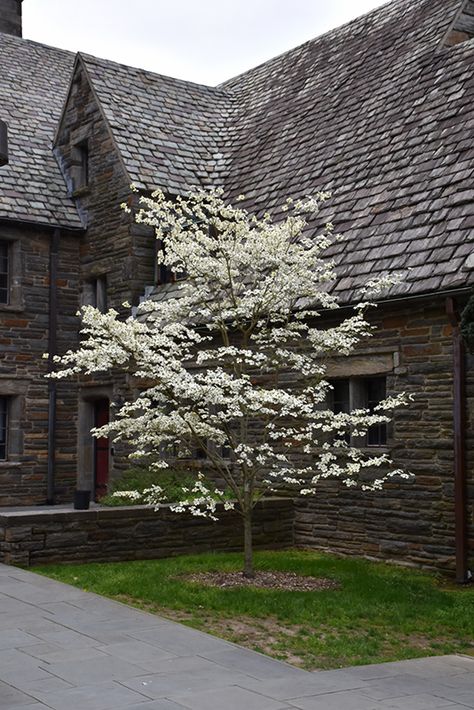 Dogwood Landscaping, Dogwood Shrub, Cornus Florida, Flowering Dogwood, Trees For Front Yard, Dogwood Tree, Tree Study, Garden Beautiful, Dogwood Trees