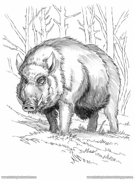 Wild Boar Anatomy, Wild Pig Drawing, Boar Reference, Hog Tattoo, Wild Boar Illustration, Wild Boar Drawing, Emboar Pokemon, Boar Drawing, Pig Sketch