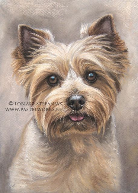 Terrier Drawing, Yorkie Painting, Morkie Dogs, Yorkie Terrier, Silky Terrier, Paintings And Drawings, Cairn Terrier, American Kennel Club, Animals Artwork