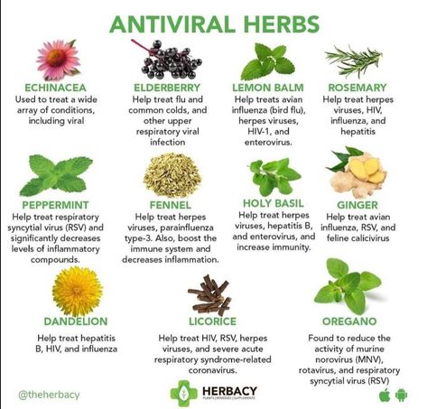 Herbal Education, Herbal Medicine Recipes, Herbal Remedies Recipes, Medical Herbs, Magic Herbs, Herbal Tinctures, Natural Healing Remedies, Herbal Healing, Home Health Remedies