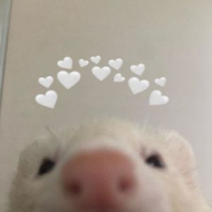 Ferret pfp Funny Ferret Pfp, Ferret Profile Picture, Ferret Reaction Pic, Ferret Icon, Ferret Pfp, Ferret Meme, Spring Pfp, Animal Pfps, Black Ferret