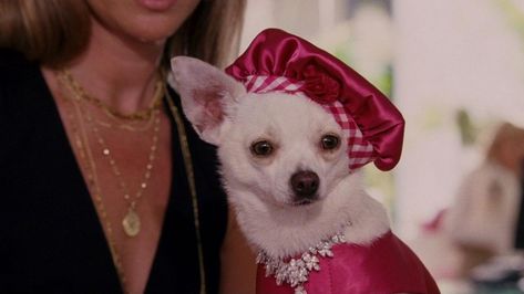 Beverly Hills Chihuahua, Chihuahua Clothes, Childhood Movies, What Dogs, Luxury Dog, Disney Films, Animal Jewelry, I Love Dogs, Beverly Hills