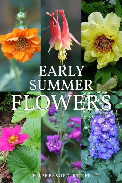 If you want perennial flowers that bloom in late spring and early summer, here are some favorites. Late Spring Blooming Perennials, Strawbale Gardening, Flowering Perennials, Perennial Flowers, Late Spring, Blooming Plants, Flowers Perennials, Seed Starting, Simple Beauty