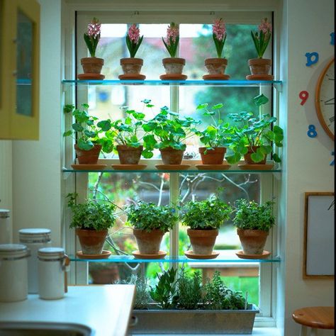 Glass shelf window garden. Think about low-profile pots to minimize light loss... Kitchen Window Herb Garden, Kitchen Window Shelves, Window Shelf For Plants, Window Herb Garden, Indoor Plant Shelves, Growing Herbs Indoors, Herb Garden In Kitchen, Window Plants, Window Shelves